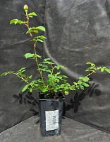 Роза английская Грэхем Томас